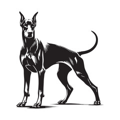Sleek Doberman Pinscher silhouette featuring a powerful stance - Doberman Pinscher illustration - minimal Doberman Pinscher vector - dog silhouette
