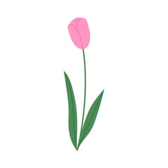 Obraz premium Pink tulip with green leaves isolated on white background. Hand drawn vector illustration.