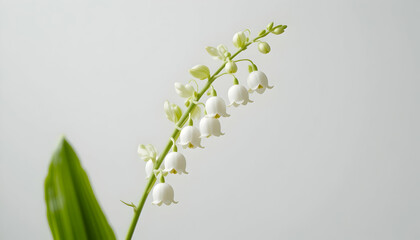 Delicate Lily of the Valley Blossom on Soft Background