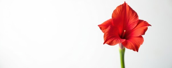 Single vibrant red gladiolus flower, pristine white backdrop,  macro,  close-up