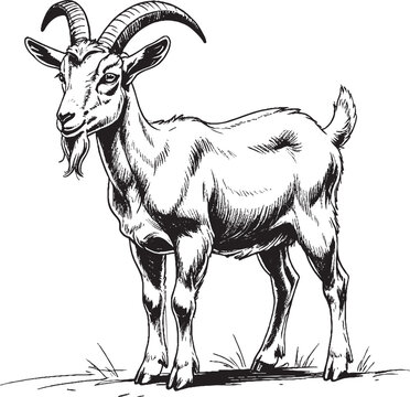 black and white goat standing clip art preview