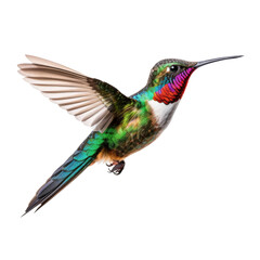 Hummingbird in Flight Against on Transparent background
