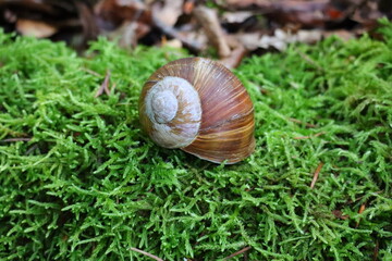 snail