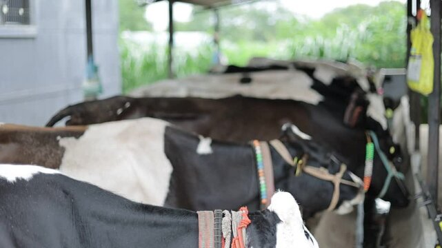 A herd of cattle or a group of cattle eating inside a barn or cowshed
