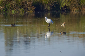 Spoonbill in shallow water, sunny day at the lake, spoonbill with broad beak and white plumage, large bird with large beak and long legs and ducks around it