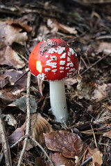 mushroom, wald, rot, natur, giftig