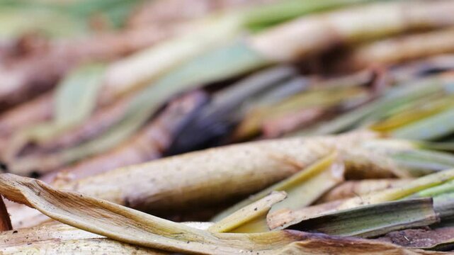 Green onions Calcots are roasted over an open fire, grilled in a traditional way, close-up. Calcotada Festival in Valls, Catalonia, Spain.