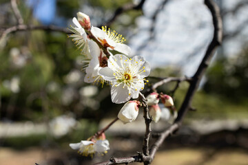 白い梅の花が咲いている。