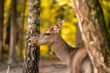 A beautiful young deer walks in the autumn forest on a sunny day.