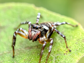 Sea-green Northern Jumper spider (Cosmophasis)