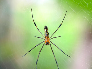 Spider in the web, northern golden orb weaver spider (Nephila pilipes)