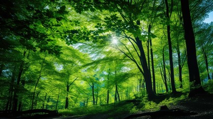 Obraz premium harmony gold sun