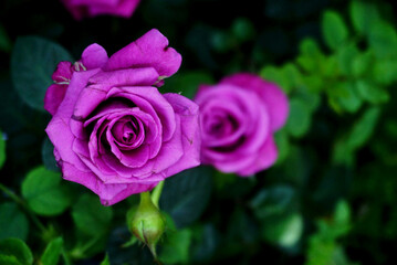 Purple rose flower blossom, Close up shot