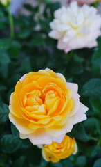 Yellow rose flower close up shot, Flower blooming in garden