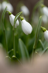 Close-up of snowdrops.(galanthus nivalis)