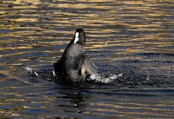 Bathing coot