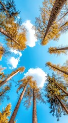 Obraz premium Tall trees reaching for a blue sky.