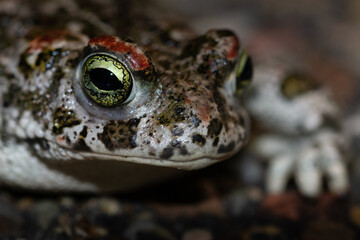Sapo corredor (Epidalea calamita)