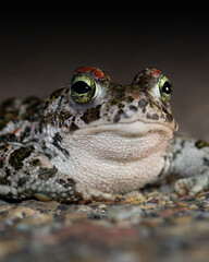 Sapo corredor (Epidalea calamita)