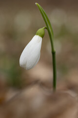 Fototapeta premium Macro shot of a snowdrop with a blurred background.