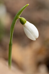Obraz premium Macro shot of a snowdrop with a blurred background.