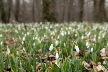 Forest floor covered with snowdrops.