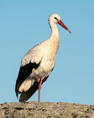 Cig&uuml;e&ntilde;a blanca