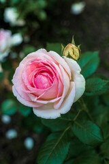close-up of a lush rose flower of soft pink color and a bud.