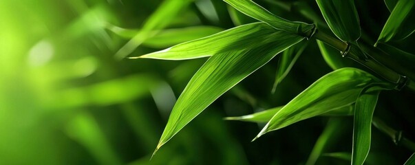 Naklejka premium Lush Green Bamboo Grove Sunlight