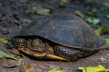 The European pond terrapin  ( Emys orbicularis).