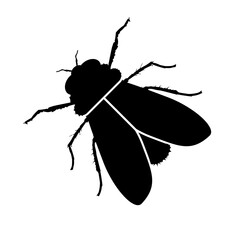 Fly icon. Silhouette style. Vector icon.
