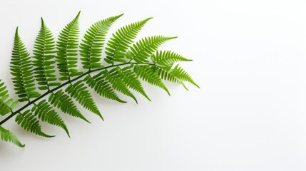 Obraz premium vibrant greenery on white