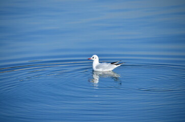 Close-up of a graceful seagull floating on calm blue water, creating gentle ripples around its reflection
