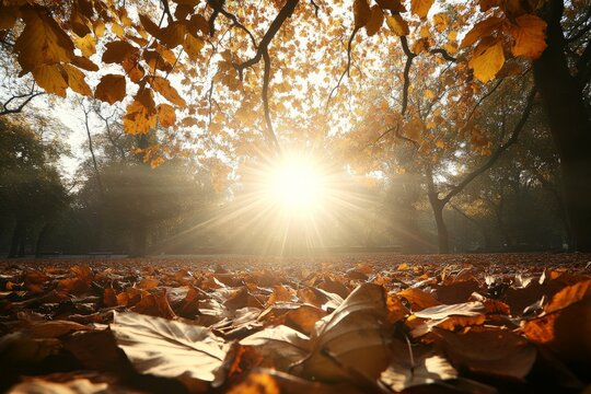 Sunlight filters through autumn leaves in a serene park creating a beautiful golden glow at sunset