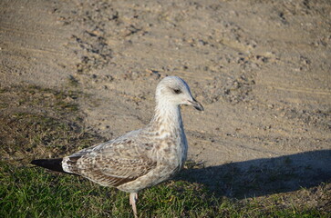 Obraz premium Seagull standing on grassy edge with sandy background, displaying intricate feather patterns, ideal for wildlife and nature photography enthusiasts 