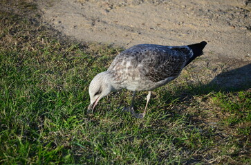 Seagull pecking at grass on a sandy patch, showcasing natural behavior and detailed feather patterns, ideal for wildlife and nature enthusiasts
