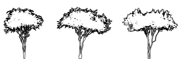 Set or collection of Crape Myrtle trees as a black line drawing silhouette on white background. Concept or conceptual vector for nature, planet, ecology conservation, strength, endurance and  beauty