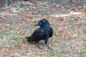 地面で鳴くカラス