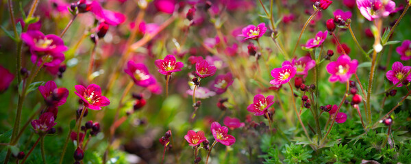 Fototapeta premium Floral beautiful panoramic background with flowering plants, macro, selective focus, mixed media. Spring saxifrage flower with crimson petals in the garden. 