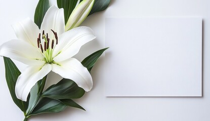 Obraz premium White lily flower with blank card.