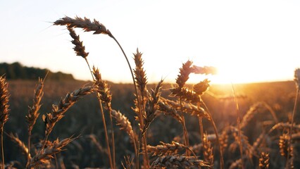 A tranquil and serene field of golden wheat is beautifully illuminated by the warm, soft glow of...