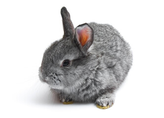 Happy New Year of rabbit