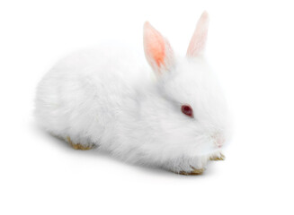 Happy New Year of rabbit