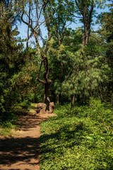 Fototapeta premium forest path in the park and a bench near the path