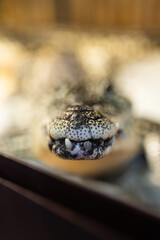 Close-up of a crocodile's head, showing its sharp teeth and scaly skin..