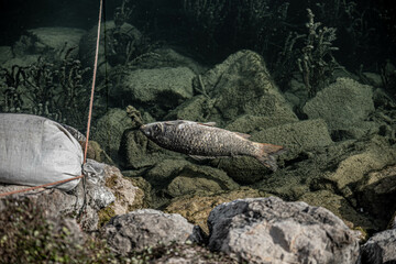Pesce Morto