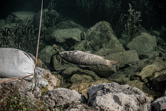 Pesce Morto
