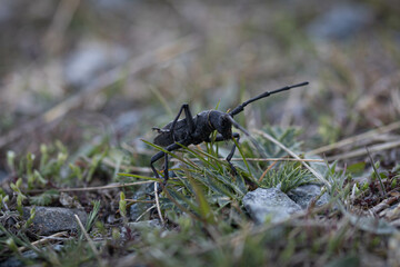 Cerambycidae alpino