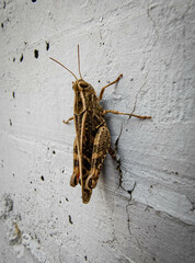 Cavalletta