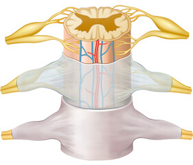 Illustration of the spinal cord, a nervous structure that connects the brain to the body, transmitting nerve impulses. It controls reflexes, movement, and sensitivity.